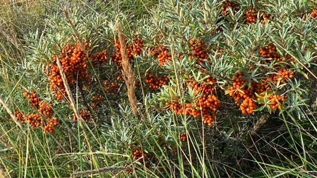 Duindoorn - Hippophae rhamnoides