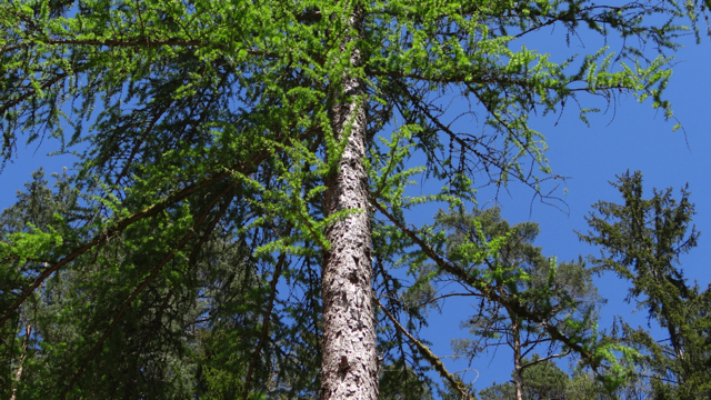 Europese lork - Larix decidua