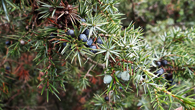 Jeneverbes - Juniperus communis