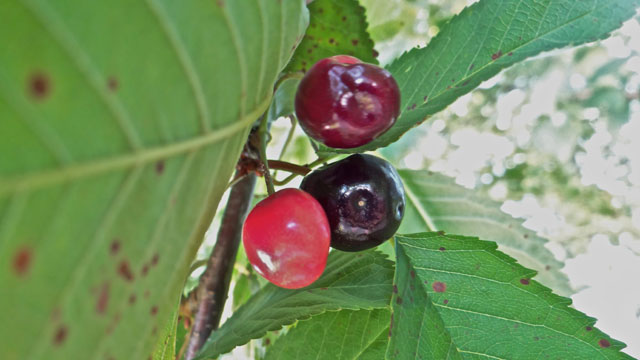 Zoete kers - Prunus avium