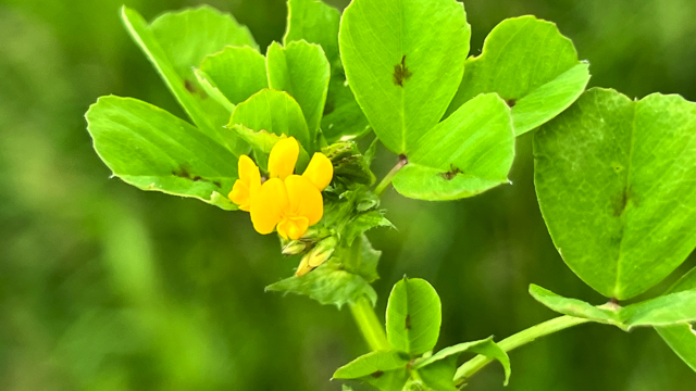 Gevlekte rupsklaver - Medicago arabica