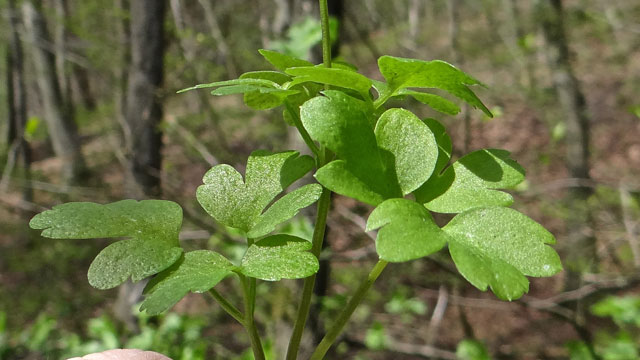 Muskuskruid - Adoxa moschatellina