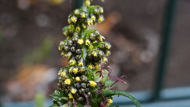 Alsemambrosia - Ambrosia artemisiifolia