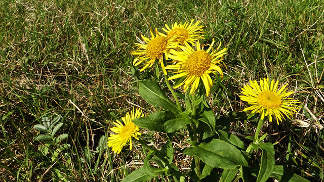 Engelse alant - Inula britannica