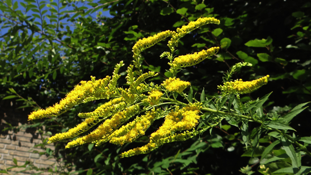 Canadese guldenroede - Solidago canadensis