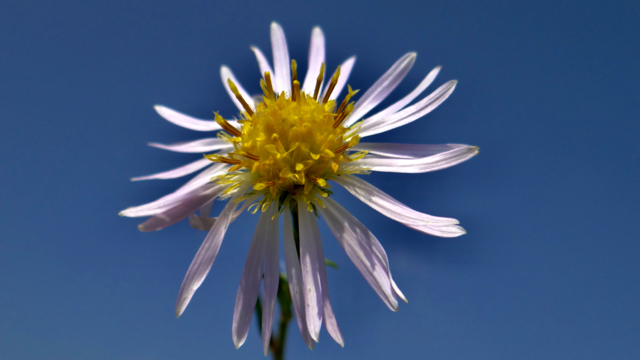 Smalle aster - Aster lanceolatus