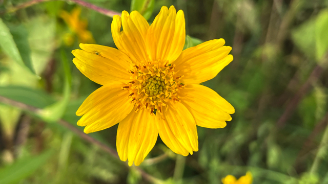 Gingellikruid - Guizotia abyssinica