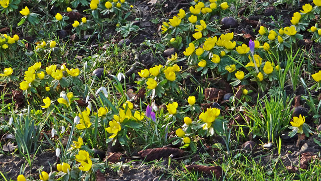 Winterakoniet - Eranthis hyemalis