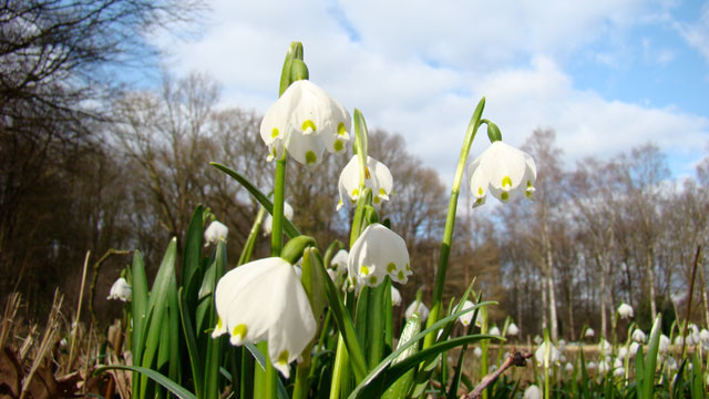 Lenteklokje - Leucojum vernum