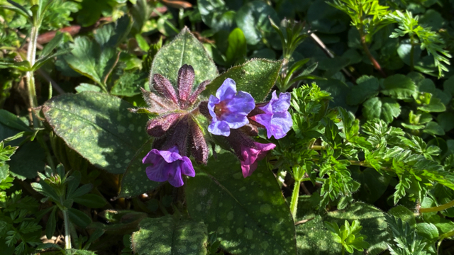 Gevlekt longkruid - Pulmonaria officinalis