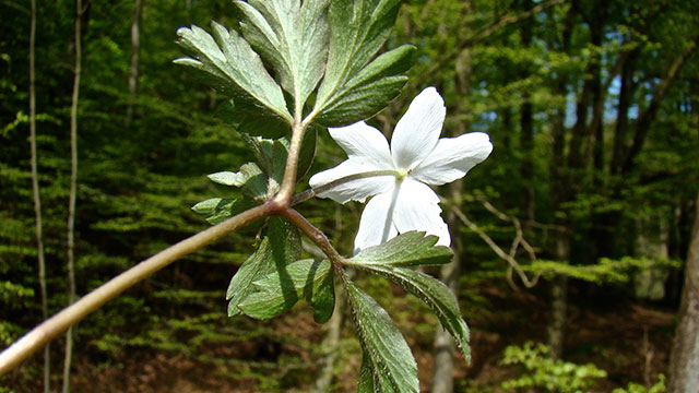 Bosanemoon - Anemone nemorosa