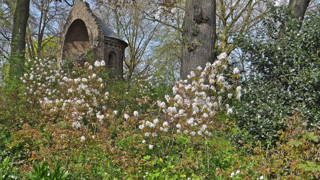 Amerikaans krentenboompje - Amelanchier lamarckii