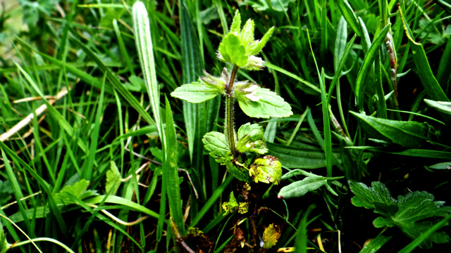 Akkerandoorn - Stachys arvensis