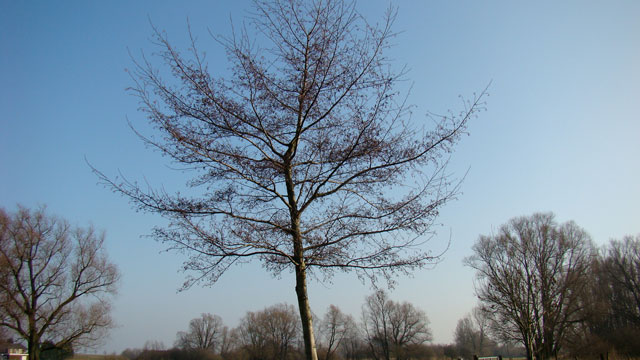 Zwarte els - Alnus glutinosa