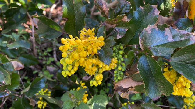 Mahonie - Berberis aquifolium