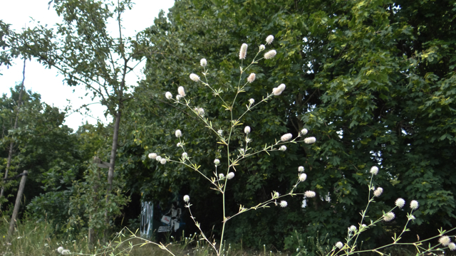 Hazenpootje - Trifolium arvense