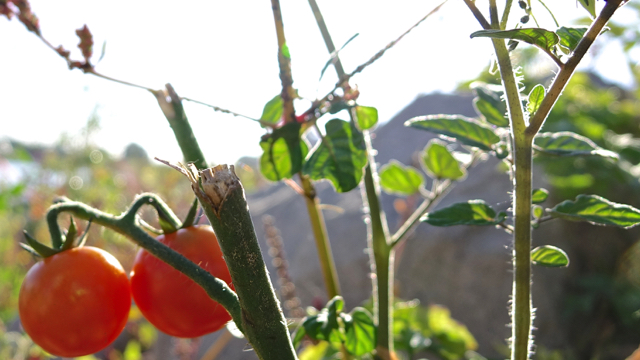 Tomaat - Solanum lycopersicum