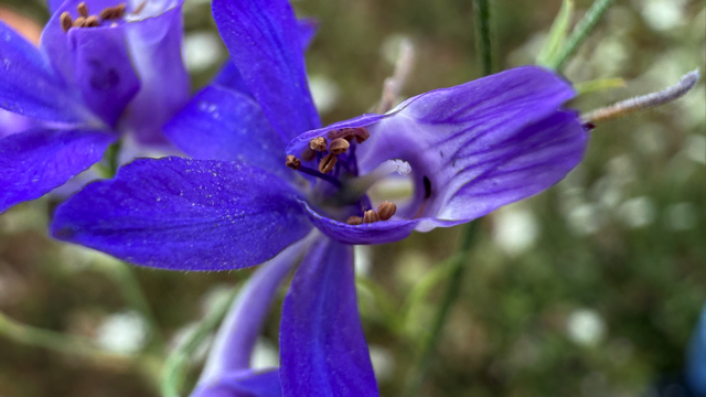 Wilde ridderspoor - Consolida regalis