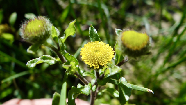 Klein vlooienkruid - Pulicaria vulgaris