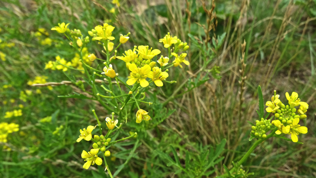 Akkerkers - Rorippa sylvestris