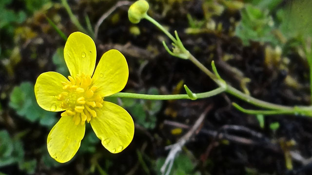 Egelboterbloem - Ranunculus flammula