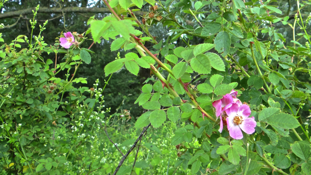 Egelantier - Rosa rubiginosa