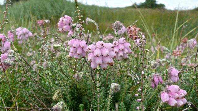 Gewone dophei - Erica tetralix