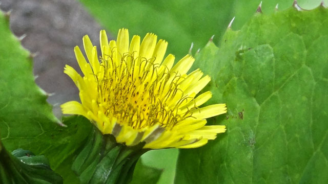 Gewone melkdistel - Sonchus oleraceus