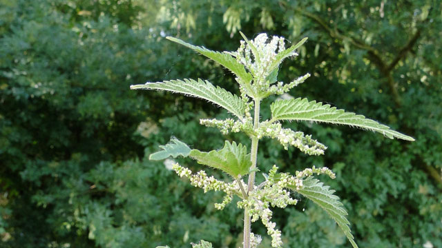 Grote brandnetel - Urtica dioica