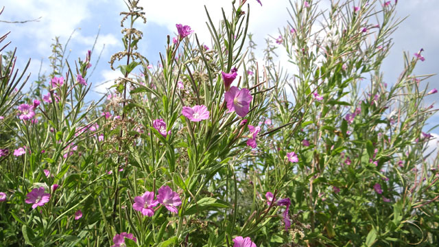 Harig wilgenroosje - Epilobium hirsutum