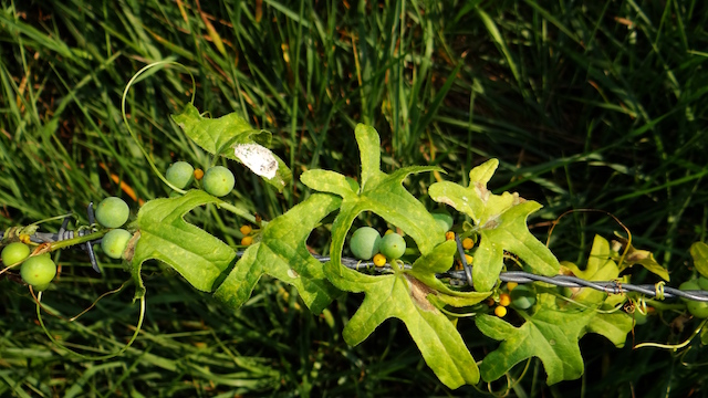 Heggenrank - Bryonia dioica