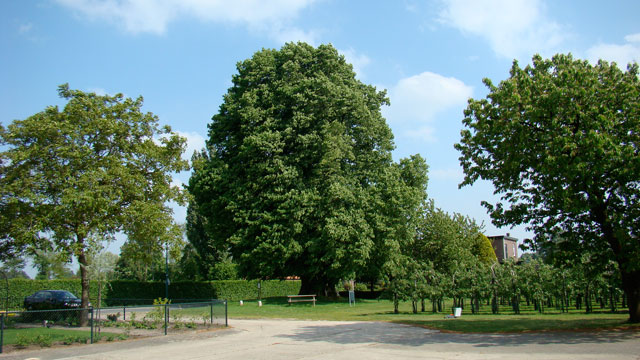 Hollandse linde - Tilia x vulgaris