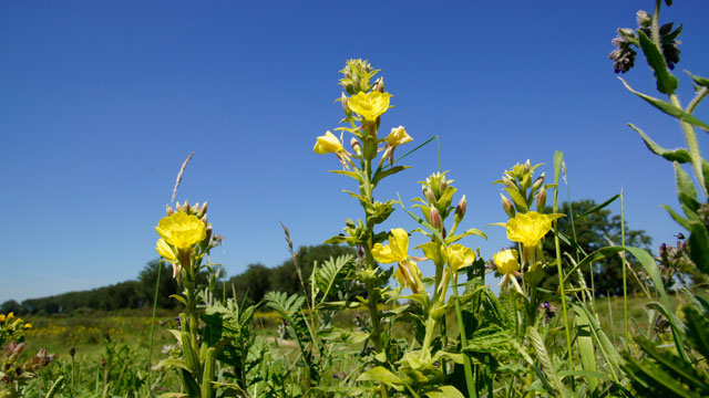 Middelste teunisbloem - Oenothera biennis