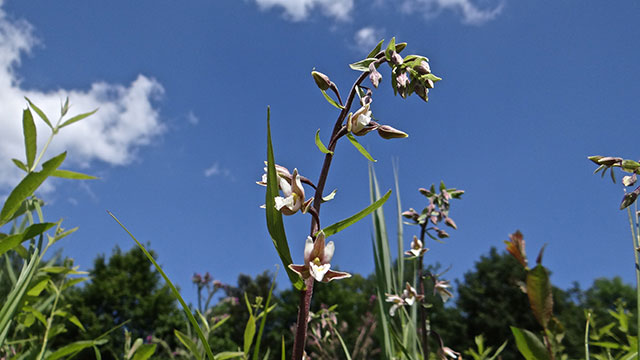 Moeraswespenorchis - Epipactis palustris