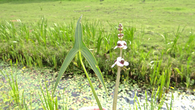 Pijlkruid - Sagittaria sagittifolia