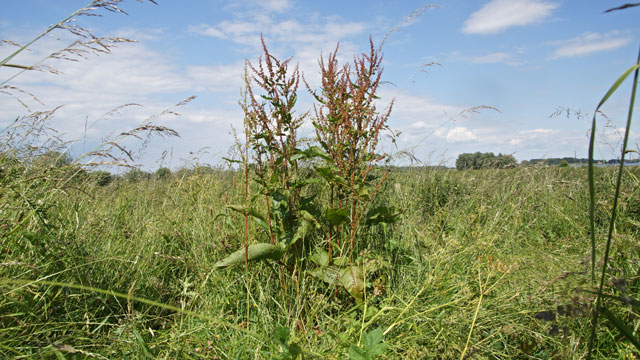 Ridderzuring - Rumex obtusifolius