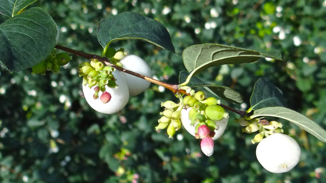 Sneeuwbes - Symphoricarpos albus