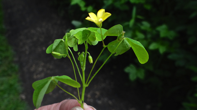 Stijve klaverzuring - Oxalis fontana