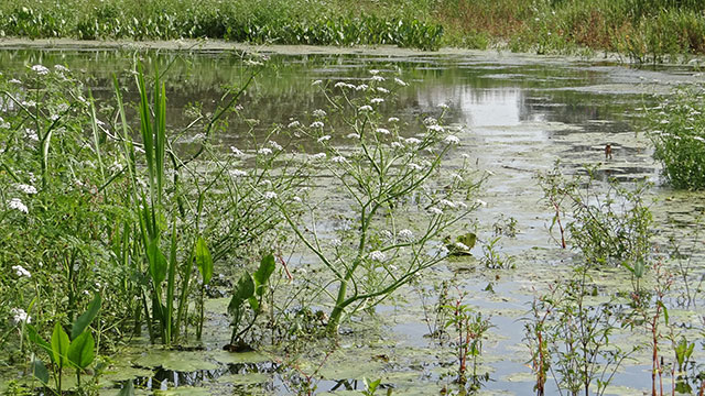 Watertorkruid - Oenanthe aquatica