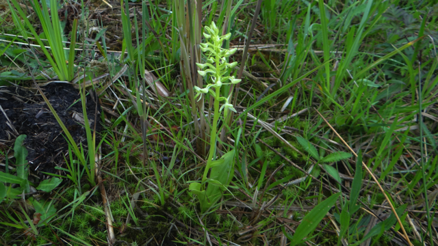 Welriekende nachtorchis - Platanthera bifolia