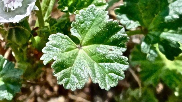 Klein kaasjeskruid - Malva neglecta