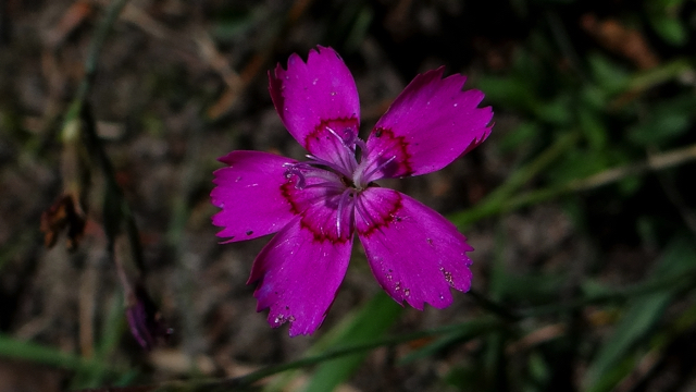 Steenanjer - Dianthus deltoides