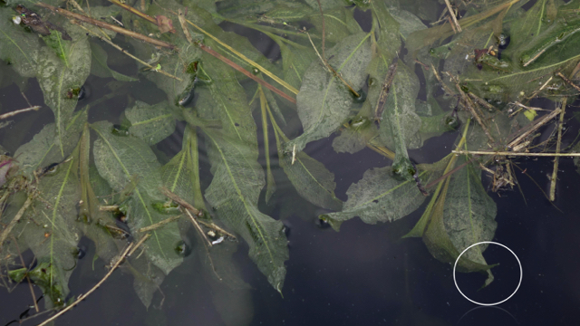 Glanzig fonteinkruid - Potamogeton lucens