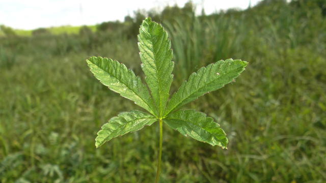 Vijfvingerkruid - Potentilla reptans