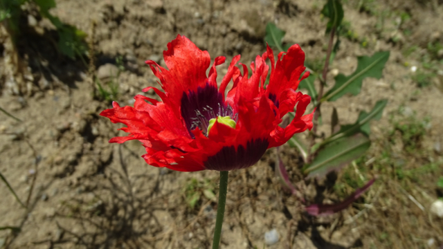 Slaapbol - Papaver somniferum