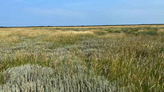 Strandkweek - Elymus athericus 