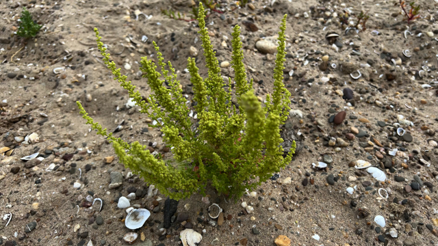 Zeegroene ganzenvoet - Oxybasis glauca