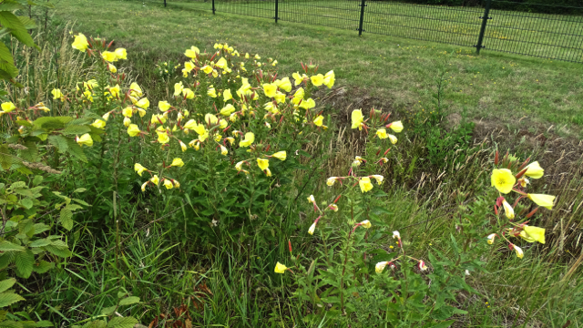 Grote teunisbloem - Oenothera erythrosepala