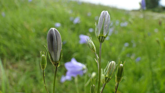 Grasklokje - Campanula rotundifolia