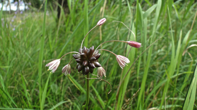 Kraailook - Allium vineale